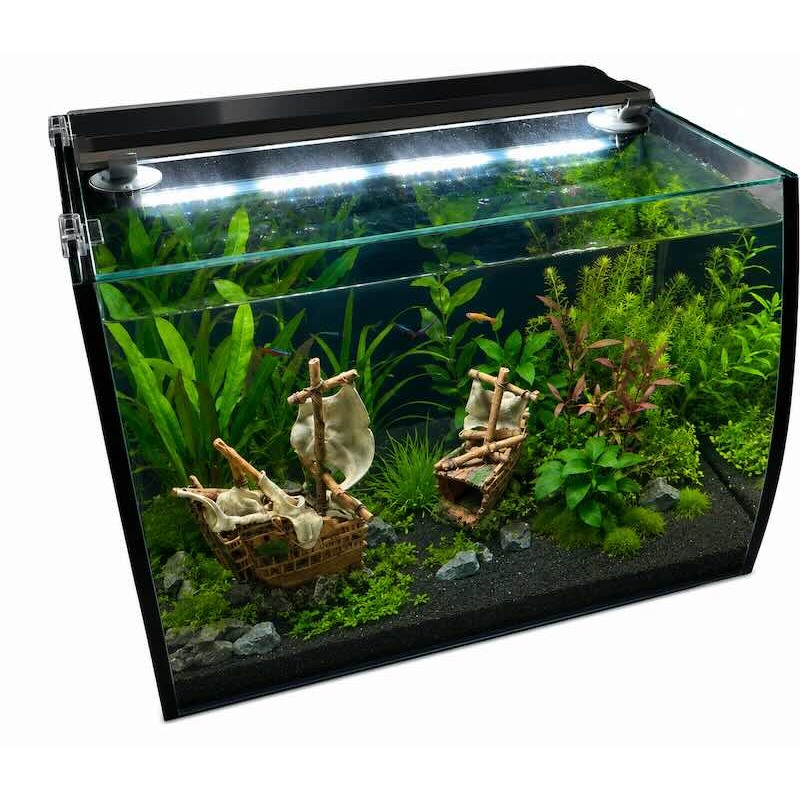 Aquarium bombé équipé scalare
