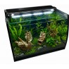 Aquarium bombé équipé scalare