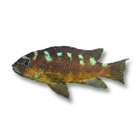 Pseudotropheus crabro