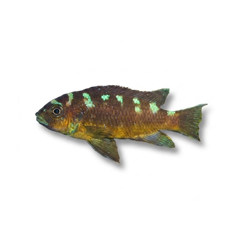 Pseudotropheus crabro