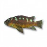 Pseudotropheus crabro