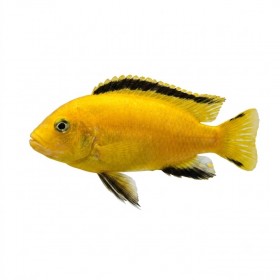 Labidochromis yellow poisson aquarium