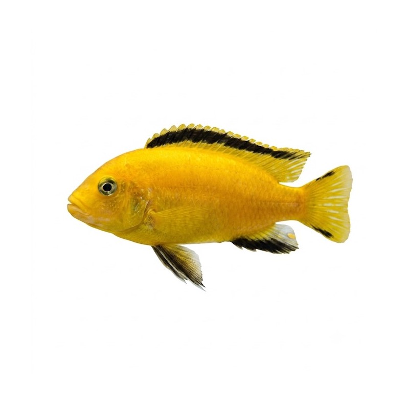 Labidochromis yellow poisson aquarium