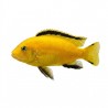 Labidochromis yellow poisson aquarium
