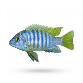 Pseudotropheus acei