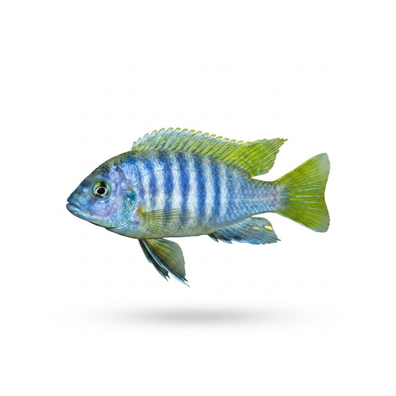 Pseudotropheus acei