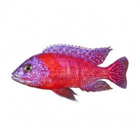 Aulonocara SP red dragon