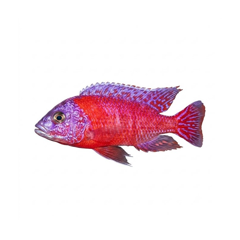 Aulonocara SP red dragon