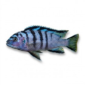 Pseudotropheus elongatus