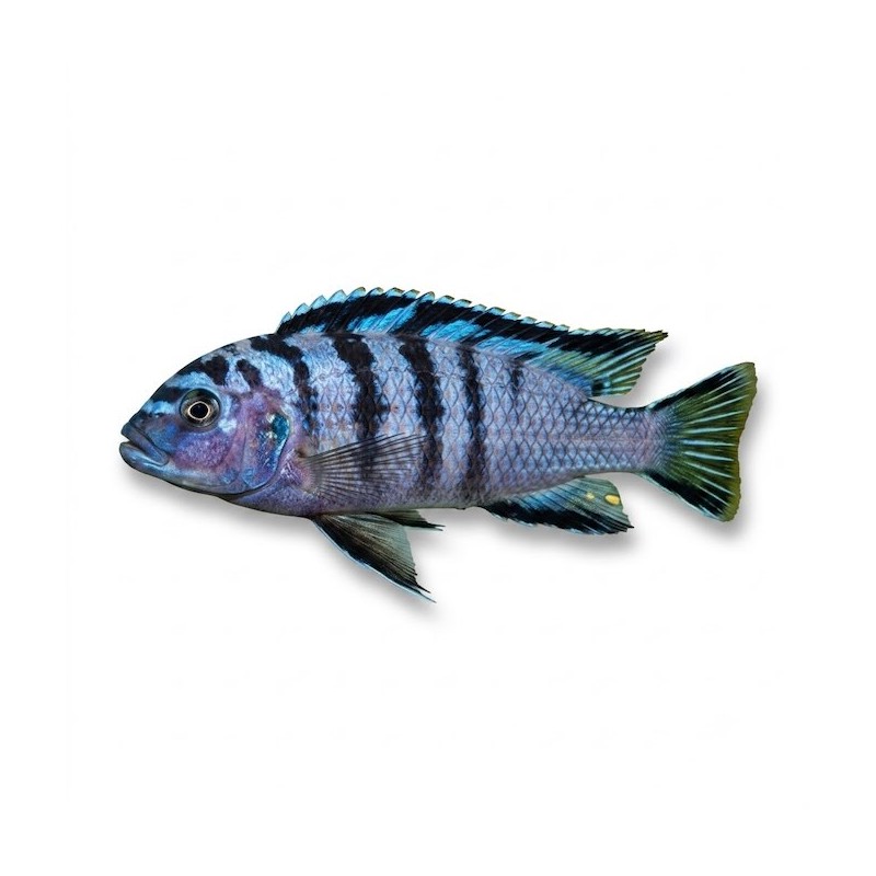 Pseudotropheus elongatus