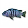Pseudotropheus elongatus