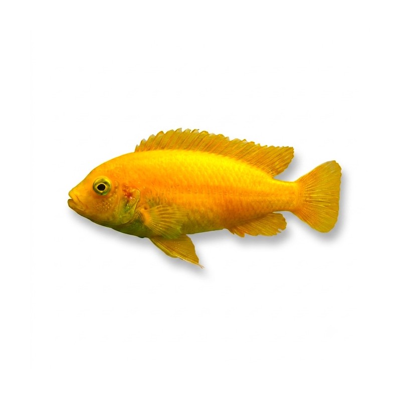 Pseudotropheus Zebra red