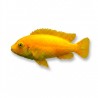 Pseudotropheus Zebra red