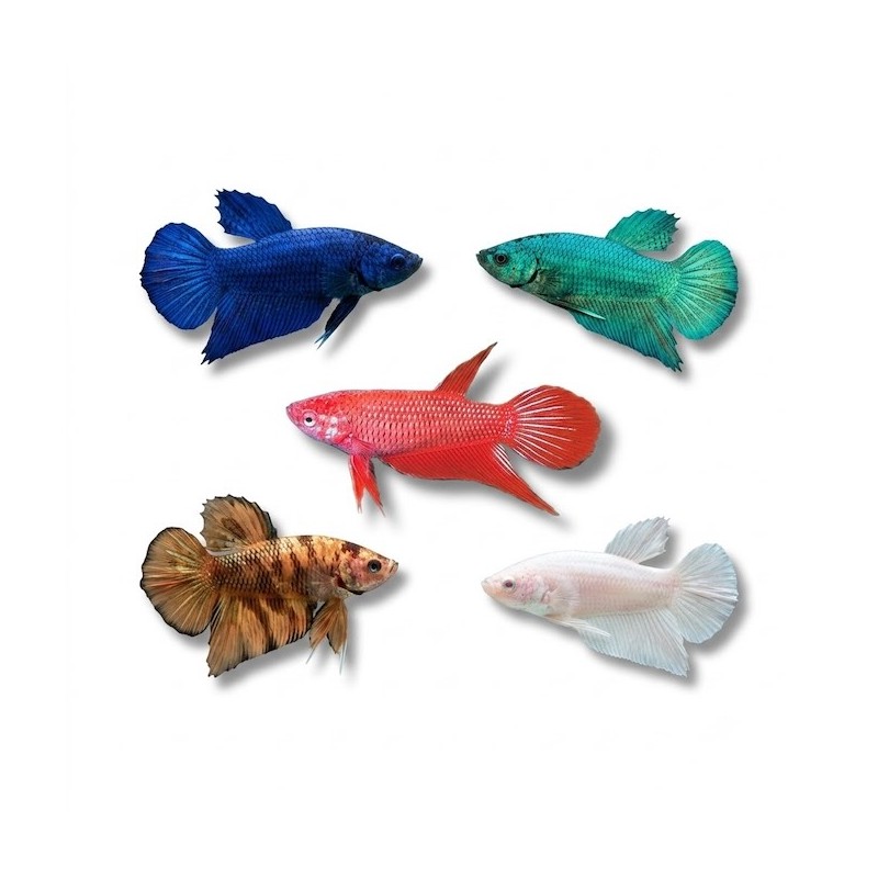 Betta splendens femelle