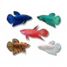 Betta splendens femelle