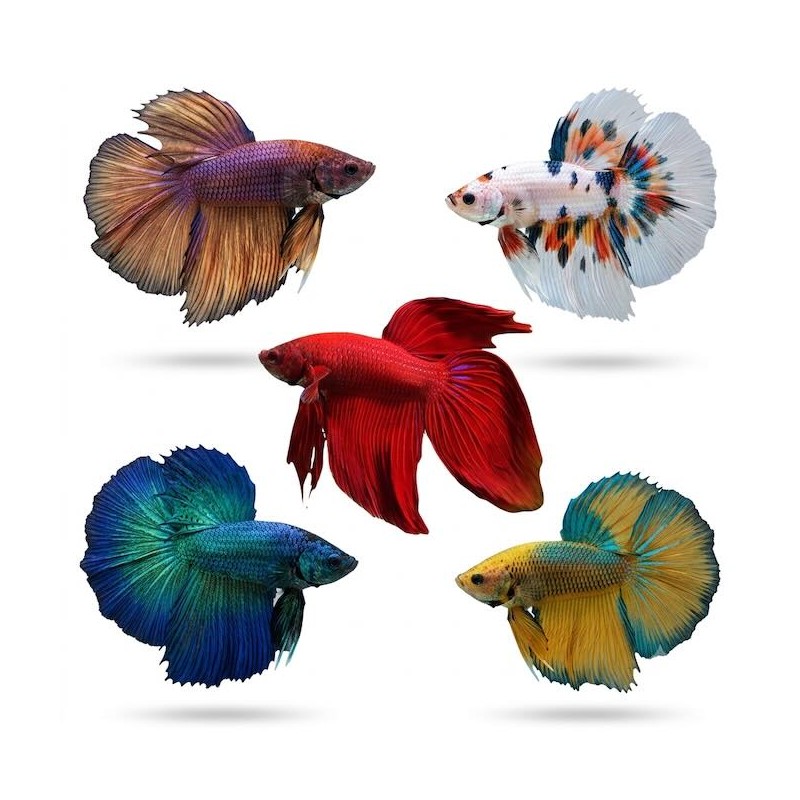 Poisson combattant, Betta splendens
