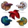 Poisson combattant, Betta splendens