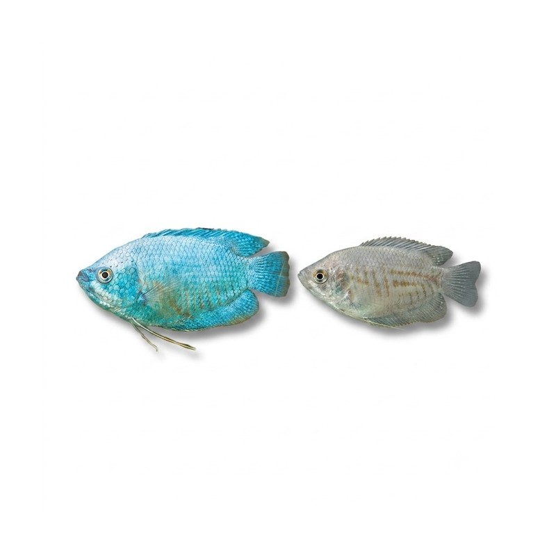 Trichogaster lalius cobalt