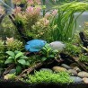 Colisa lalia cobalt