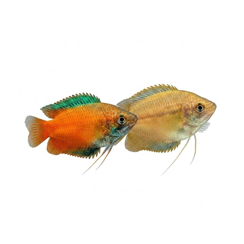 Trichogaster chuna