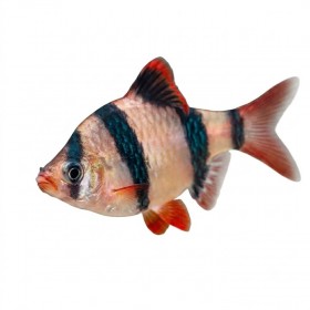 Barbus de Sumatra