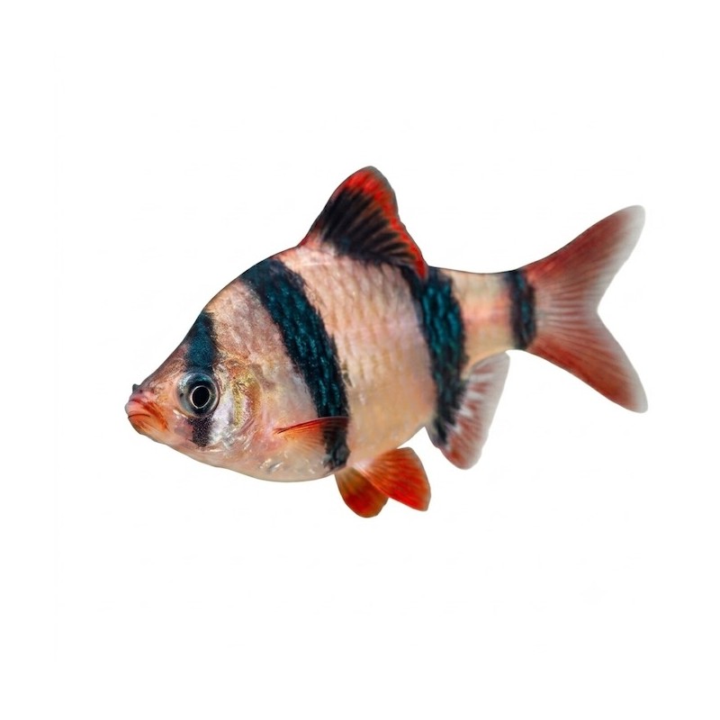 Barbus de Sumatra