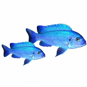 Pseudotropheus Zebra bleu
