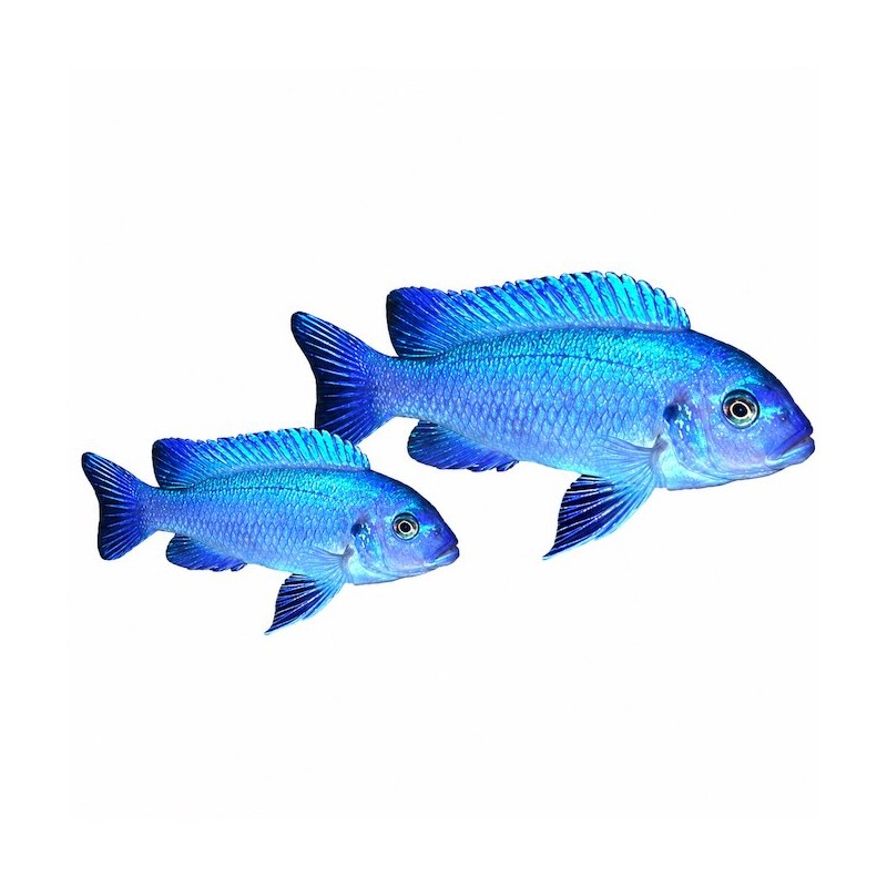 Pseudotropheus Zebra bleu