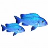 Pseudotropheus Zebra bleu