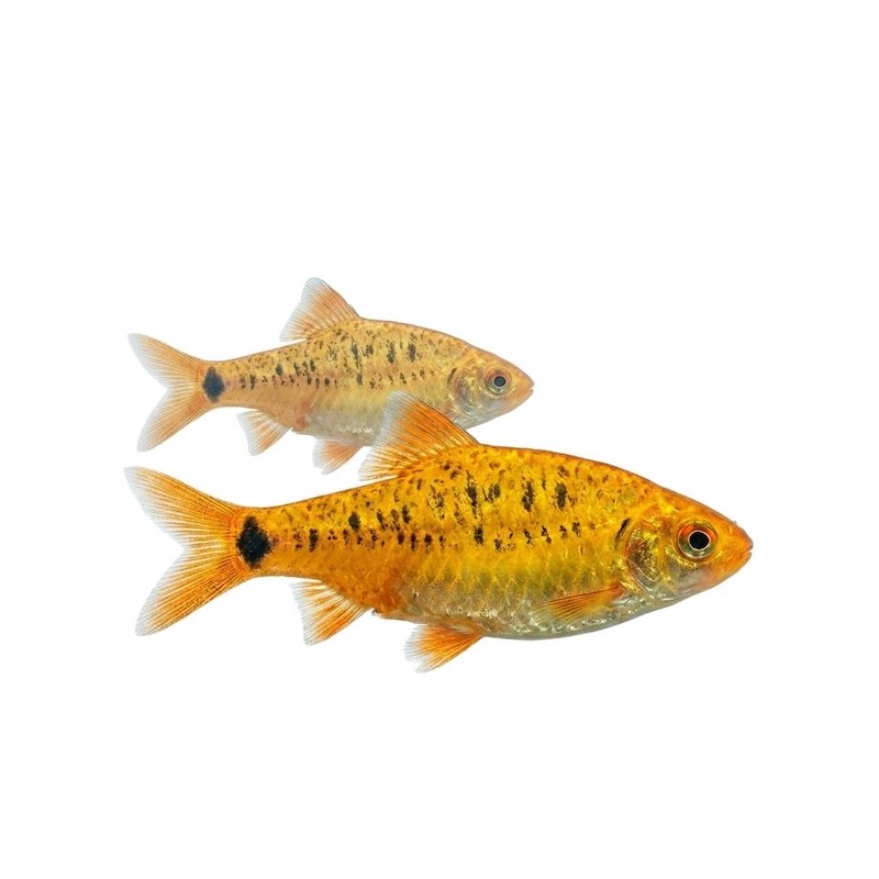 Puntius schuberti poisson d'aquarium