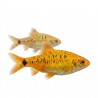 Puntius schuberti poisson d'aquarium