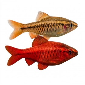 Puntius titteya barbus cerise aquarium