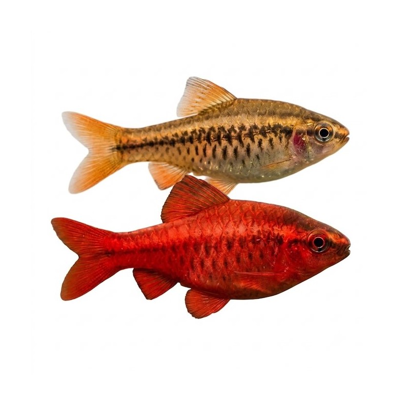 Puntius titteya barbus cerise aquarium