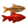 Puntius titteya barbus cerise aquarium