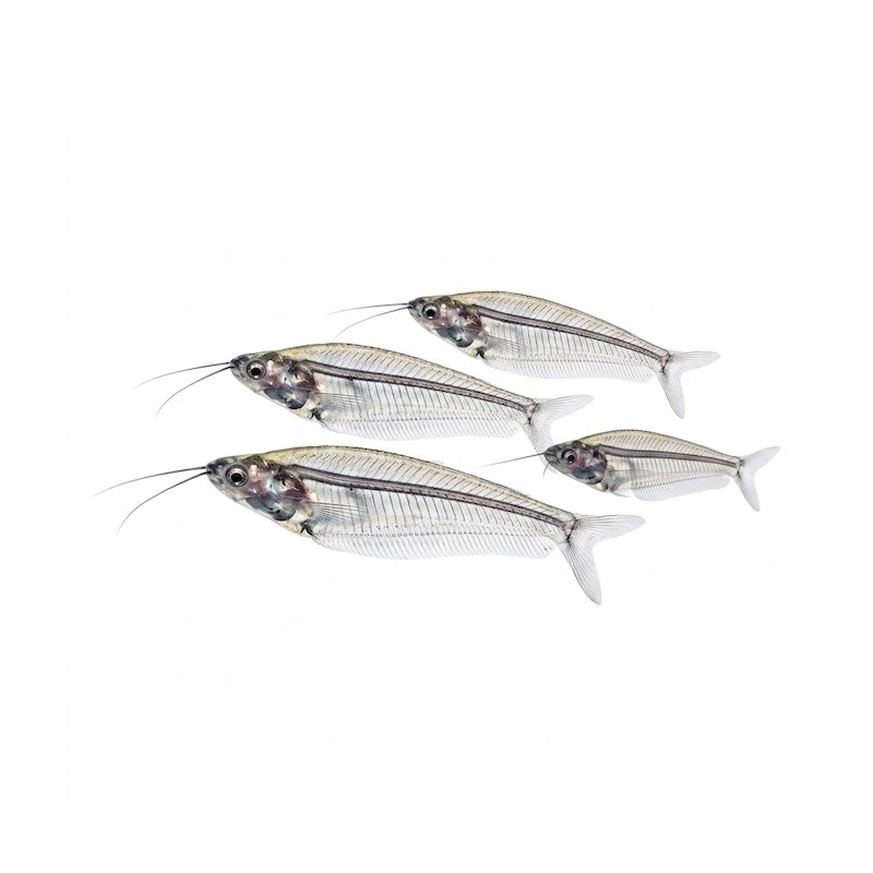 Kryptopterus bicirrhis ou silure de verre aquarium