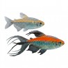 Poisson Tetra du Congo