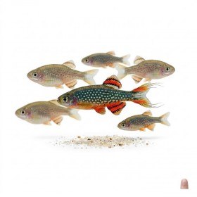 Danio margaritatus " Rasbora galaxy"