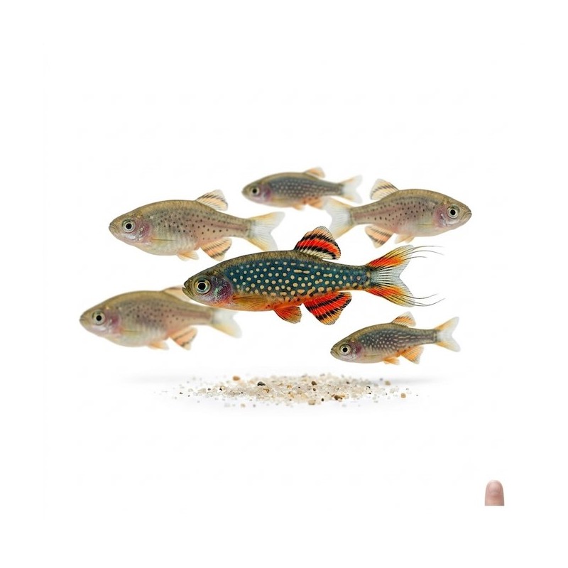 Danio margaritatus " Rasbora galaxy"