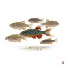 Danio margaritatus " Rasbora galaxy"
