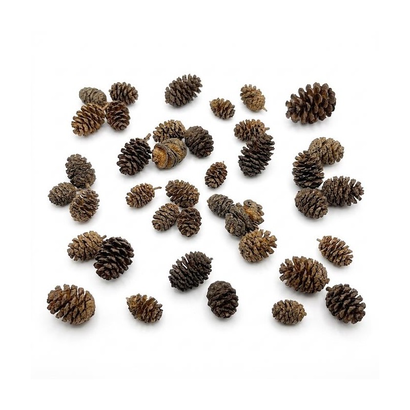 30 Fruits d'aulne pour crevette d'aquarium - Miniaqua77