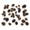 30 Fruits d'aulne pour crevette d'aquarium - Miniaqua77