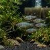 Danio ou Microrasbora erythromicron petit poisson d'aquarium