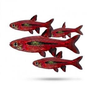 Boraras brigittae