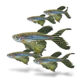 Brachydanio rerio