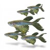 Brachydanio rerio