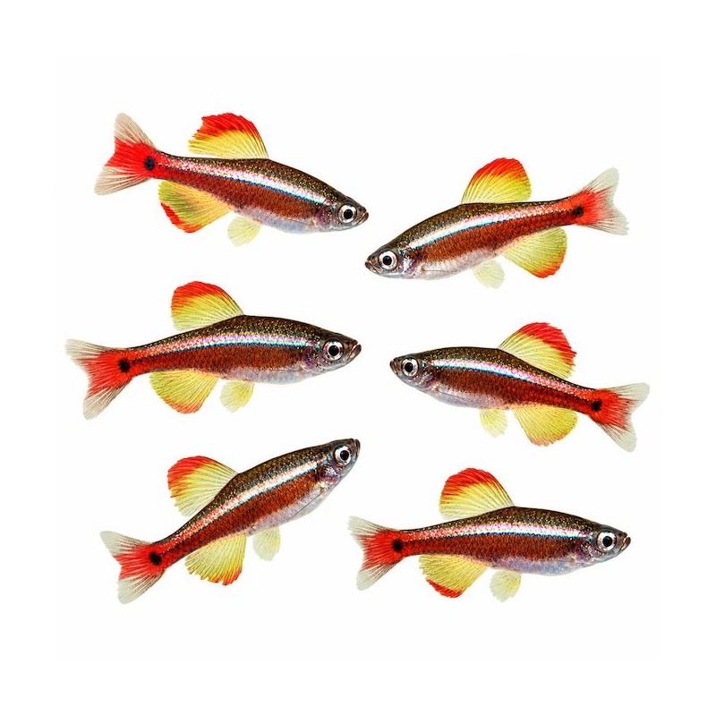 Tanichthys albonubes