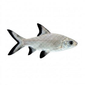 Balantiocheilus melanopterus