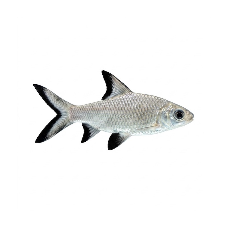 Balantiocheilus melanopterus