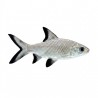 Balantiocheilus melanopterus