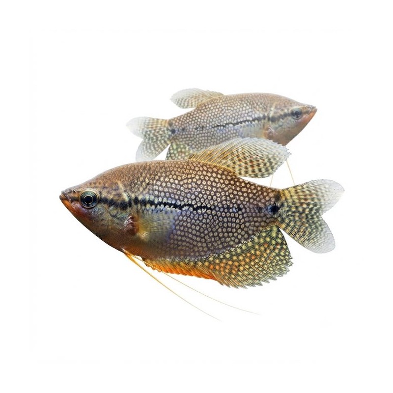 Trichogaster leeri "gourami"